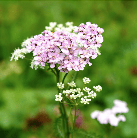 Refreshing Serum Ingredients