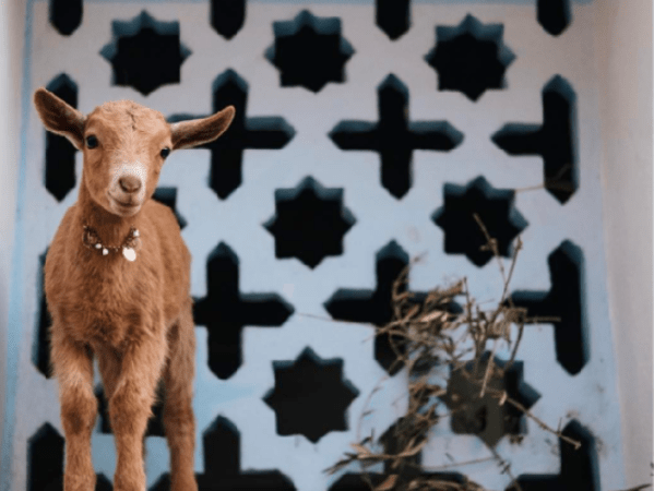 Commitment to Animals,&nbsp;Always